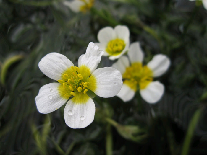 Buy Ranunculus aquatilis (Water Crowfoot) online UK