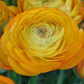 Buy Ranunculus 'Aviv Orange' Bulbs online UK