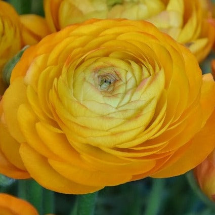 Buy Ranunculus 'Aviv Orange' Bulbs online UK
