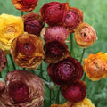 Buy Ranunculus 'Aviv Picotee Cafe' Bulbs online UK