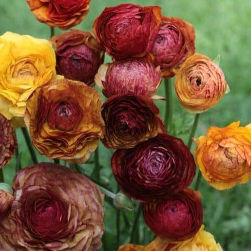 Buy Ranunculus 'Aviv Picotee Cafe' Bulbs online UK