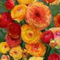 Buy Ranunculus aviv 'Picotee Orange' Bulbs online UK