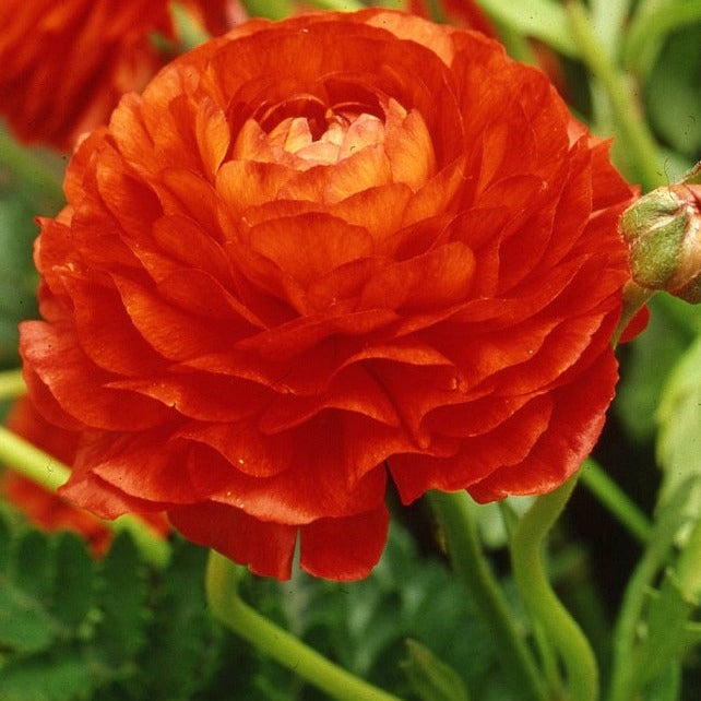 Buy Ranunculus 'Aviv Red' Bulbs online UK