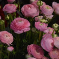 Buy Ranunculus 'Aviv Rose' Bulbs online UK