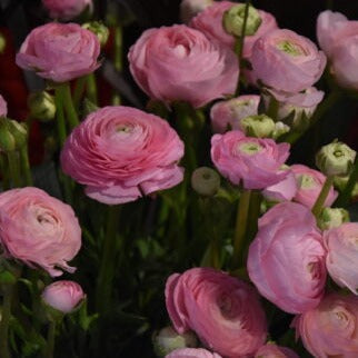 Buy Ranunculus 'Aviv Rose' Bulbs online UK
