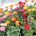 Buy Ranunculus Aviv Series Mixture Bulbs online UK