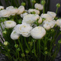 Buy Ranunculus Aviv 'White' Bulbs online UK