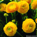 Buy Ranunculus 'Aviv Yellow' Bulbs online UK