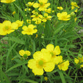 Buy Ranunculus flammula (Lesser Spearwort) online UK