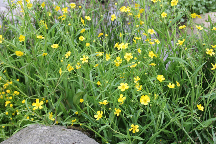 Buy Ranunculus flammula (Lesser Spearwort) online UK