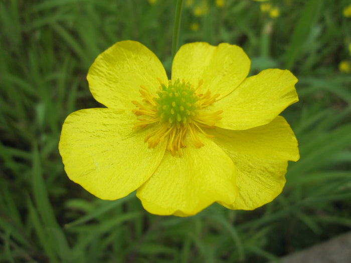 Buy Ranunculus flammula (Lesser Spearwort) online UK