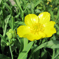 Buy Ranunculus lingua 'Grandiflorus' (Greater Spearwort) online UK