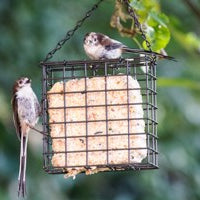 Buy Red Barn Suet Blocks Cage online UK