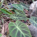 Buy Remusatia pumila Tubers online