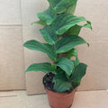 Buy Rhaphidophora korthalsii online UK