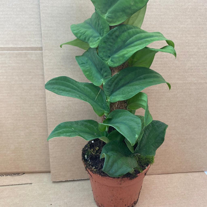 Buy Rhaphidophora korthalsii online UK