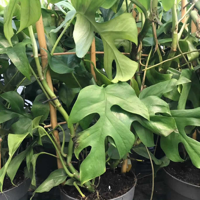 Buy Rhaphidophora tetrasperma (Mini Monstera) online UK