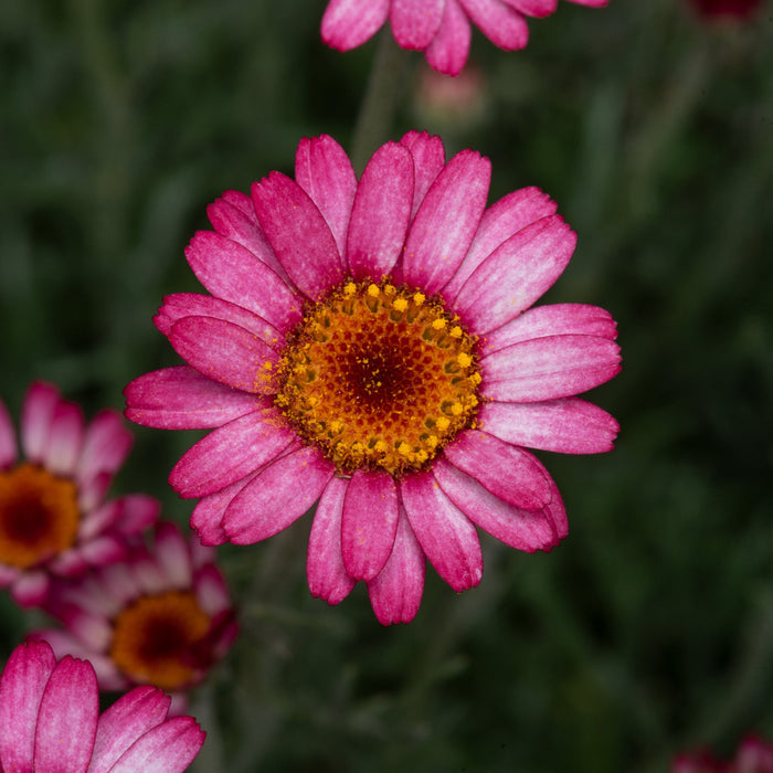 Rhodanthemum 'Marrakech' (Atlas Daisy Series)