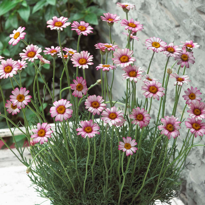 Rhodanthemum 'Marrakech' (Atlas Daisy Series)