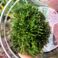 Buy Riccia fluitans (Riccia Moss) online UK
