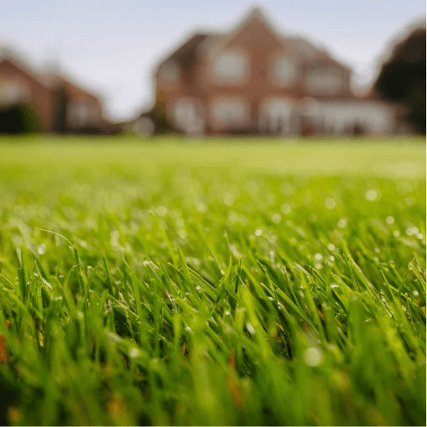 Rolawn Medallion Premium Lawn Seed