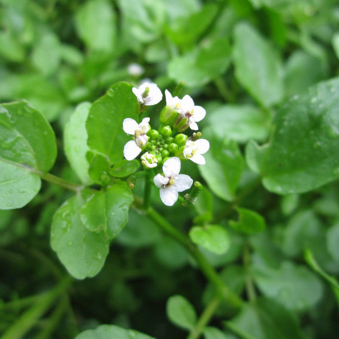 Buy Rorippa nasturtium-aquaticum (Water Cress) online UK