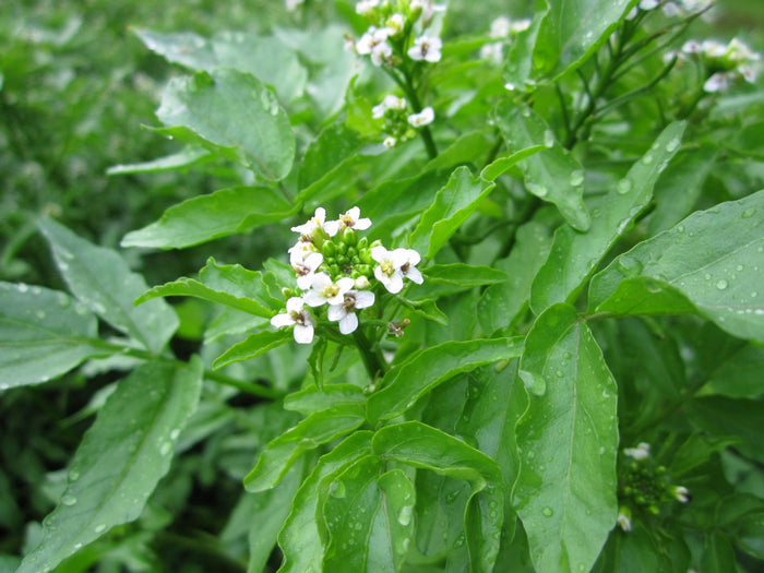 Buy Rorippa nasturtium-aquaticum (Water Cress) online UK