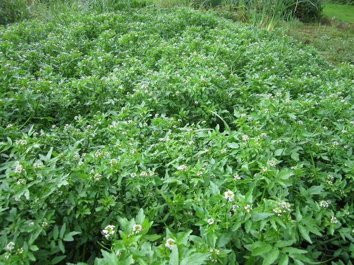 Buy Rorippa nasturtium-aquaticum (Water Cress) online UK