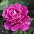 Rosa 'Adorable Parfuma'