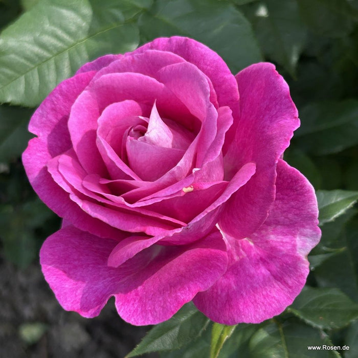 Rosa 'Adorable Parfuma'