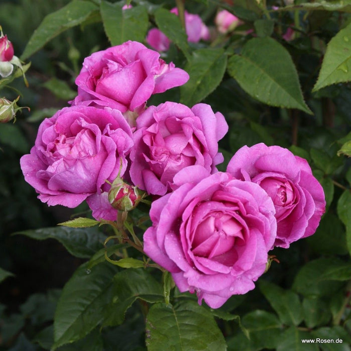 Rosa 'Adorable Parfuma'