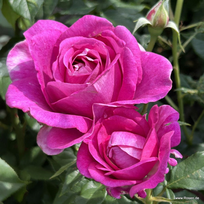 Rosa 'Adorable Parfuma'