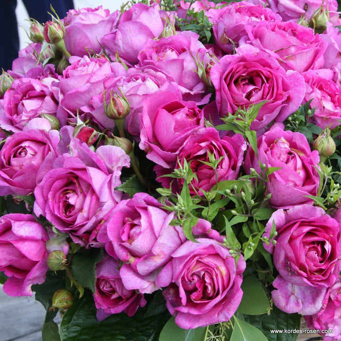 Rosa 'Adorable Parfuma'