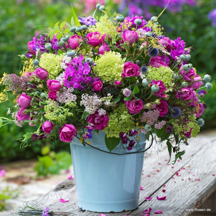 Rosa 'Adorable Parfuma'