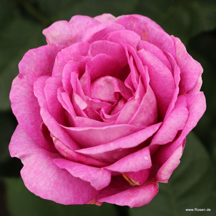 Rosa 'Adorable Parfuma'