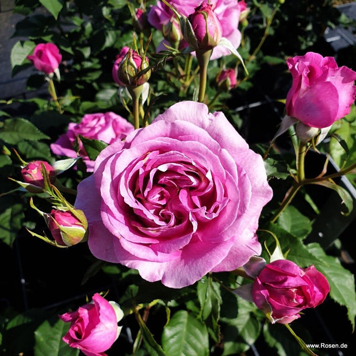 Rosa 'Adorable Parfuma'