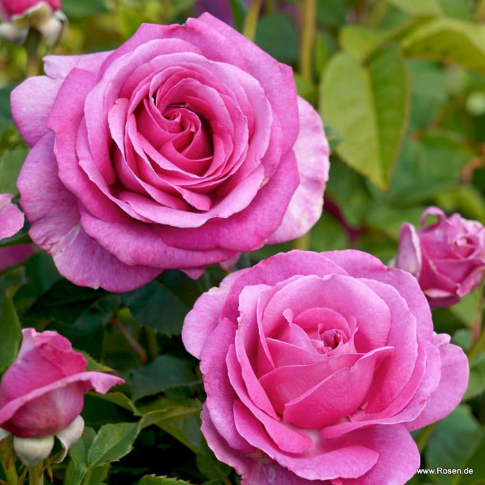 Rosa 'Adorable Parfuma'