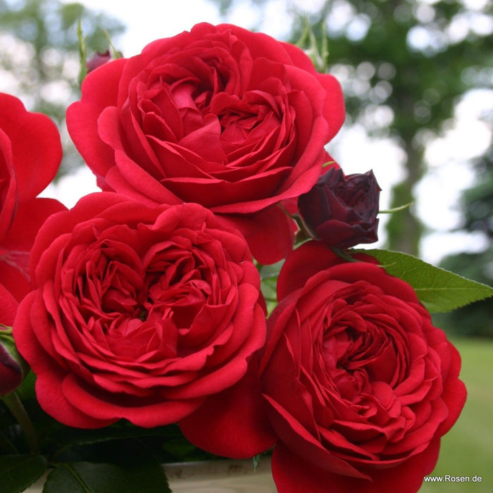 Buy Rosa 'Calling You' (Fairytale Roses Collection) online UK
