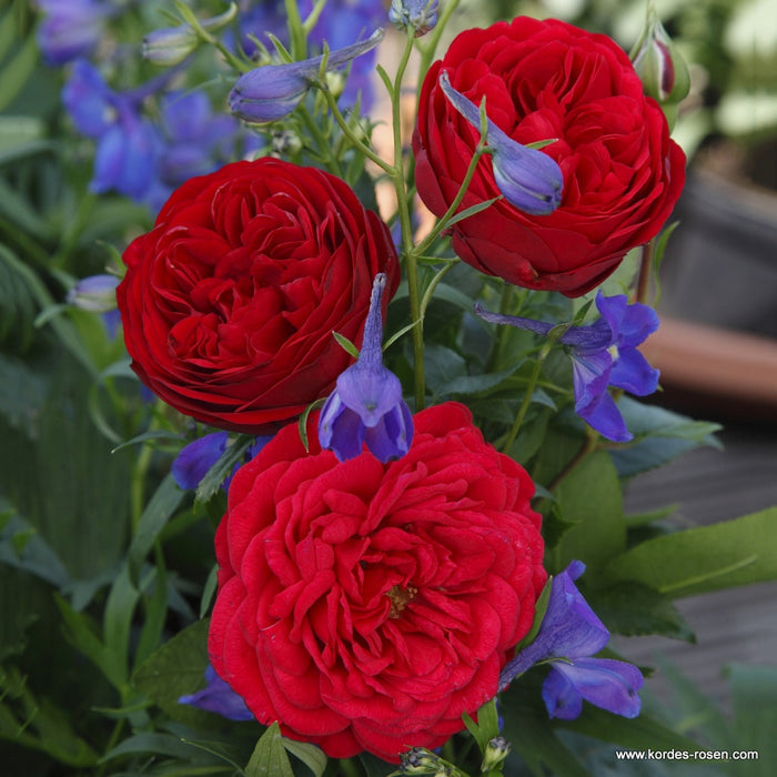 Buy Rosa 'Calling You' (Fairytale Roses Collection) online UK