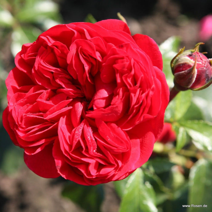 Buy Rosa 'Calling You' (Fairytale Roses Collection) online UK