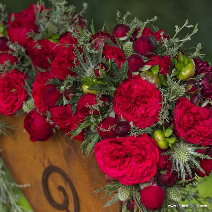 Buy Rosa 'Calling You' (Fairytale Roses Collection) online UK