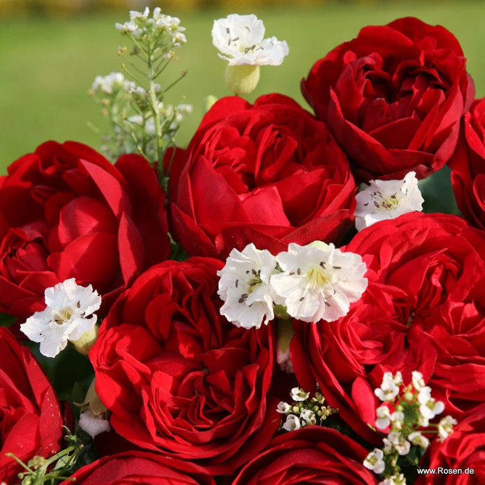 Buy Rosa 'Calling You' (Fairytale Roses Collection) online UK