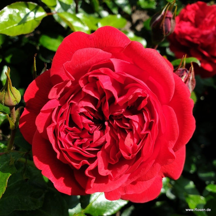 Buy Rosa 'Calling You' (Fairytale Roses Collection) online UK