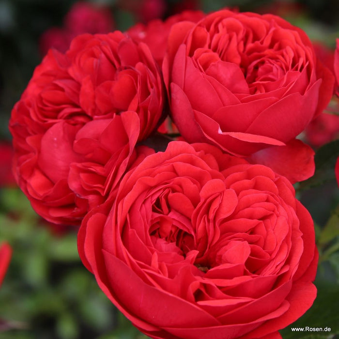 Buy Rosa 'Calling You' (Fairytale Roses Collection) online UK