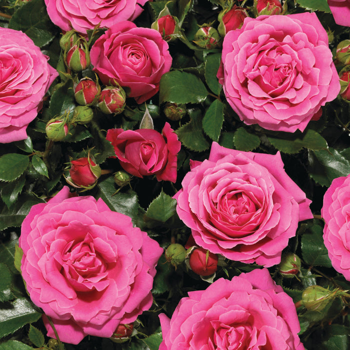 Buy Rosa 'Cardiff' (Castle Collection) online UK