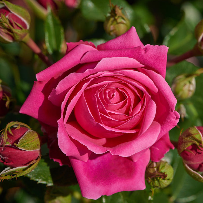 Buy Rosa 'Cardiff' (Castle Collection) online UK