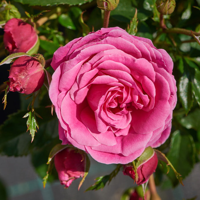 Buy Rosa 'Cardiff' (Castle Collection) online UK