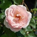 Rosa 'Clair'
