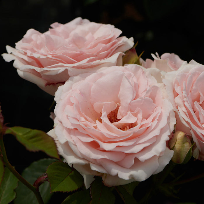 Rosa 'Clair'