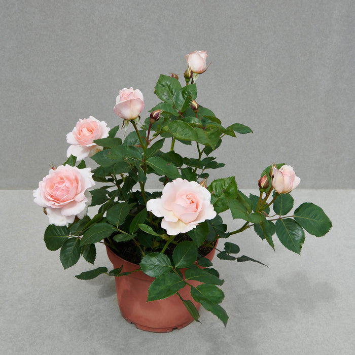 Rosa 'Clair'